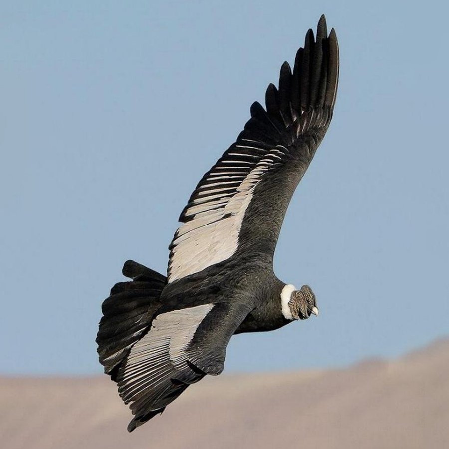 condor andino