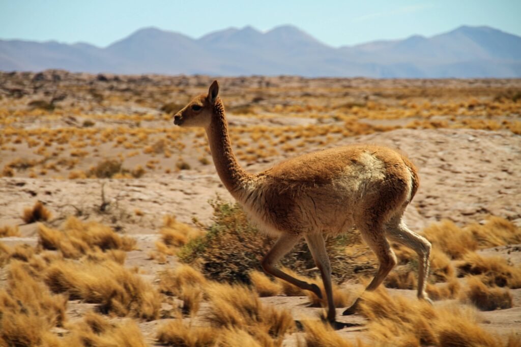 guanaco