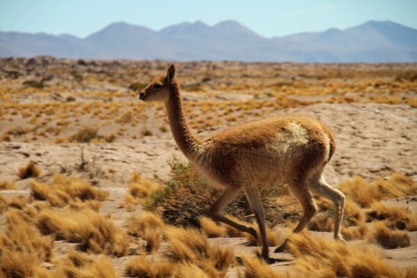 guanaco