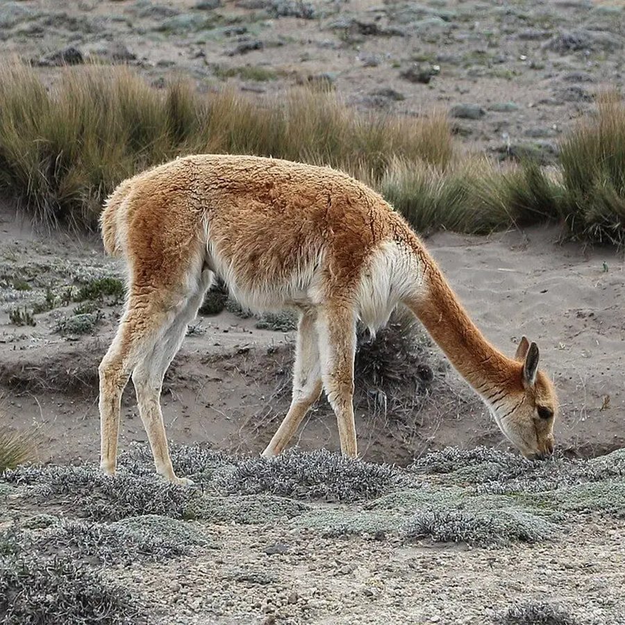 vicuña
